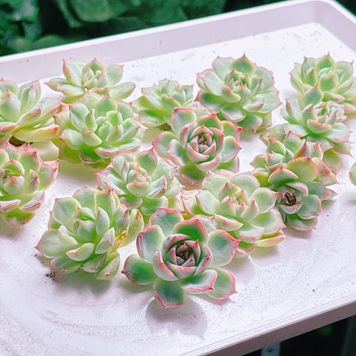 多肉植物
