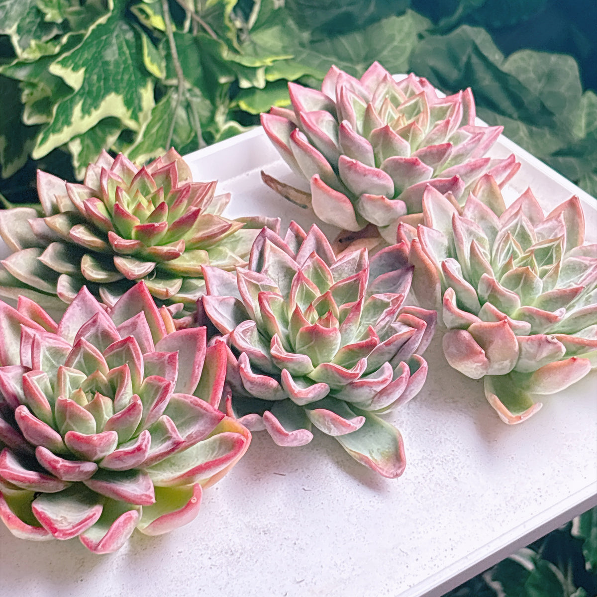 多肉植物