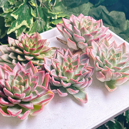 多肉植物
