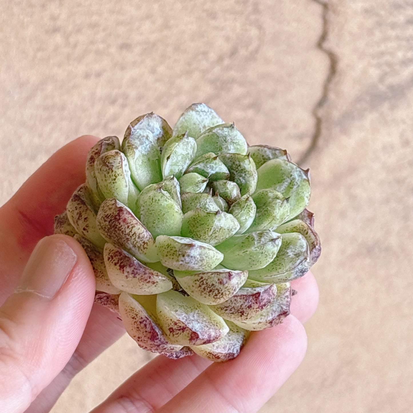 多肉植物