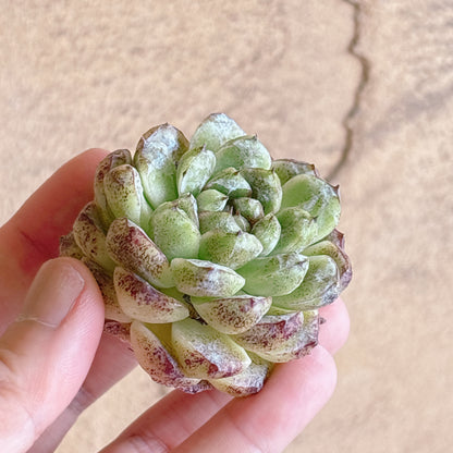多肉植物