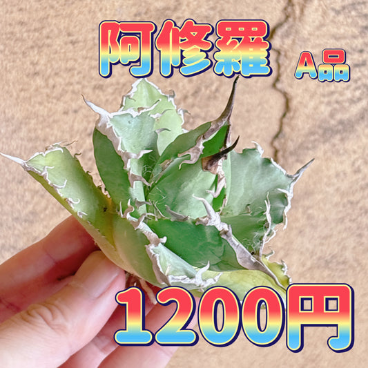 阿修羅　A品　カット苗