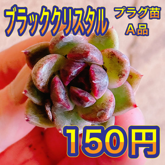 ブラッククリスタル　A品　プラグ苗