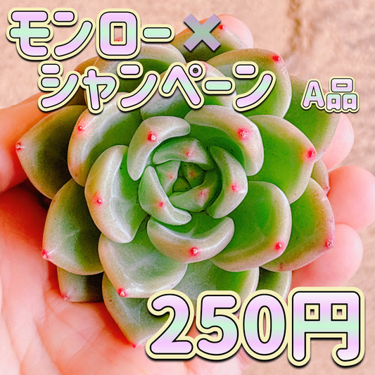 モンロー×シャンペーン　A品　カット苗