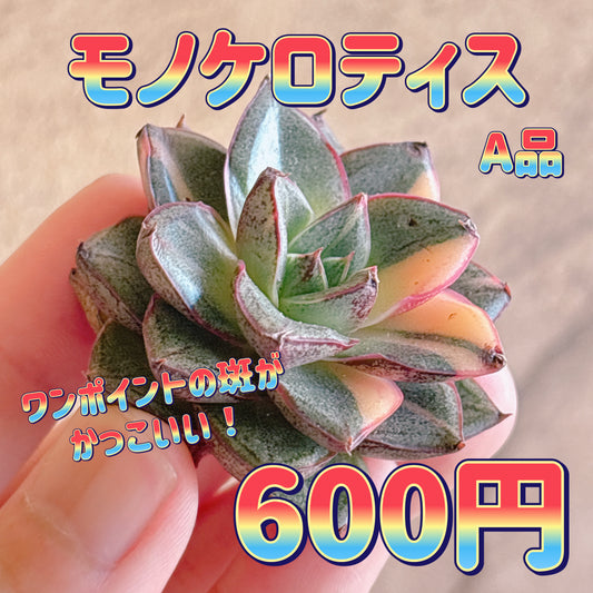 モノケロティス　A品　カット苗