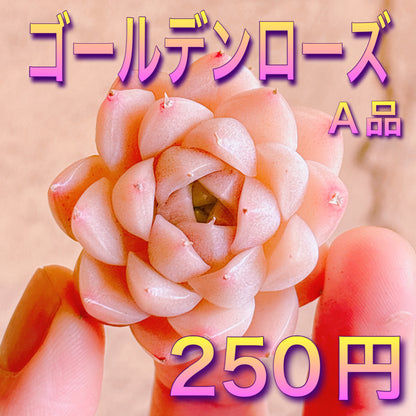 ゴールデンローズ　A品　カット苗