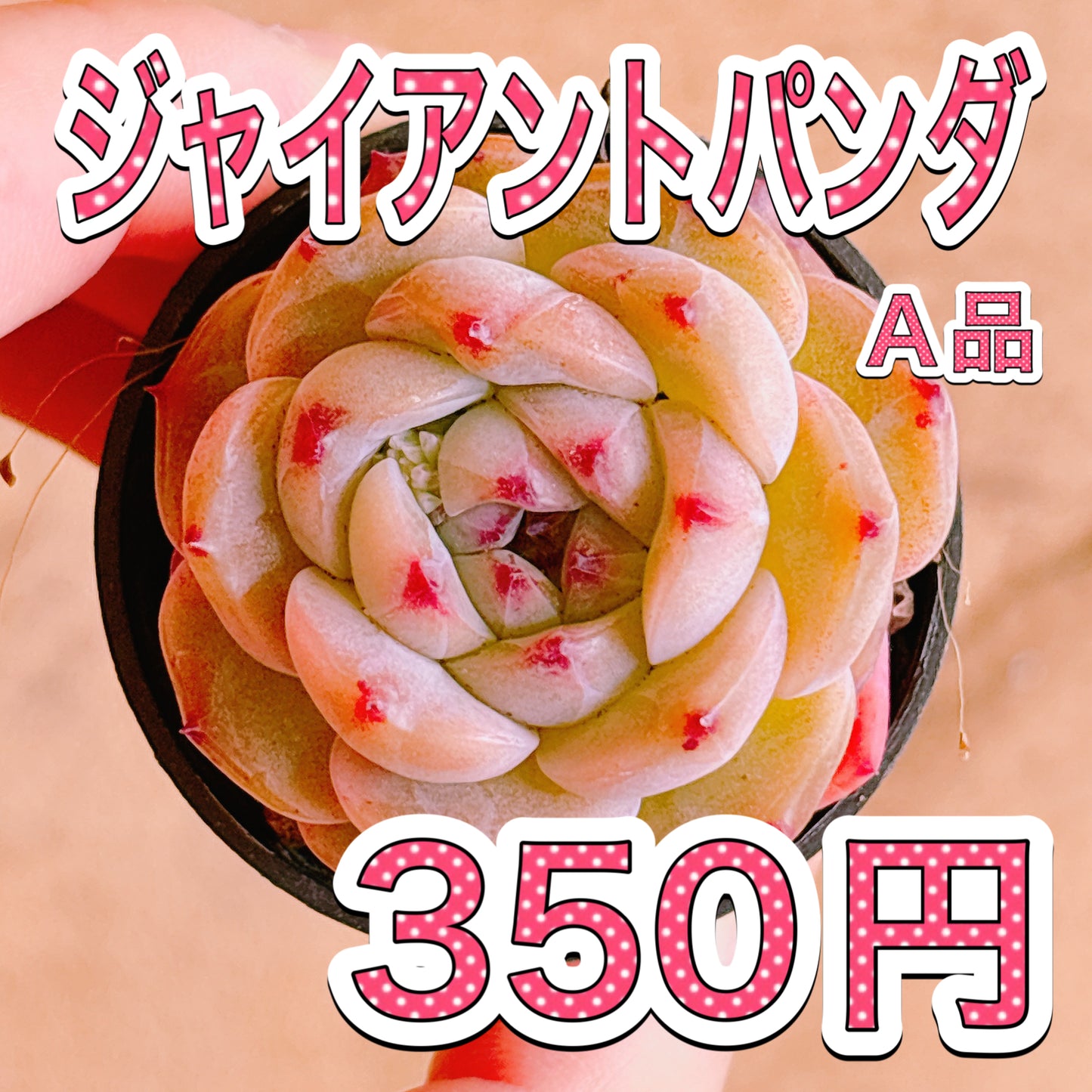 ジャイアントパンダ　A品　根付き苗