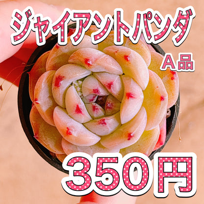ジャイアントパンダ　A品　根付き苗