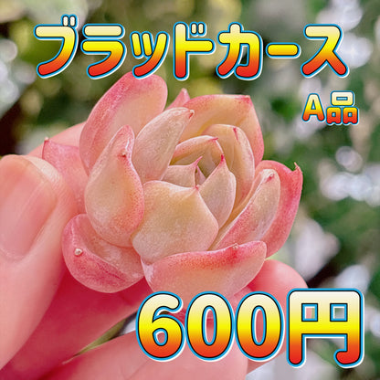ブラッドカース　A品　カット苗
