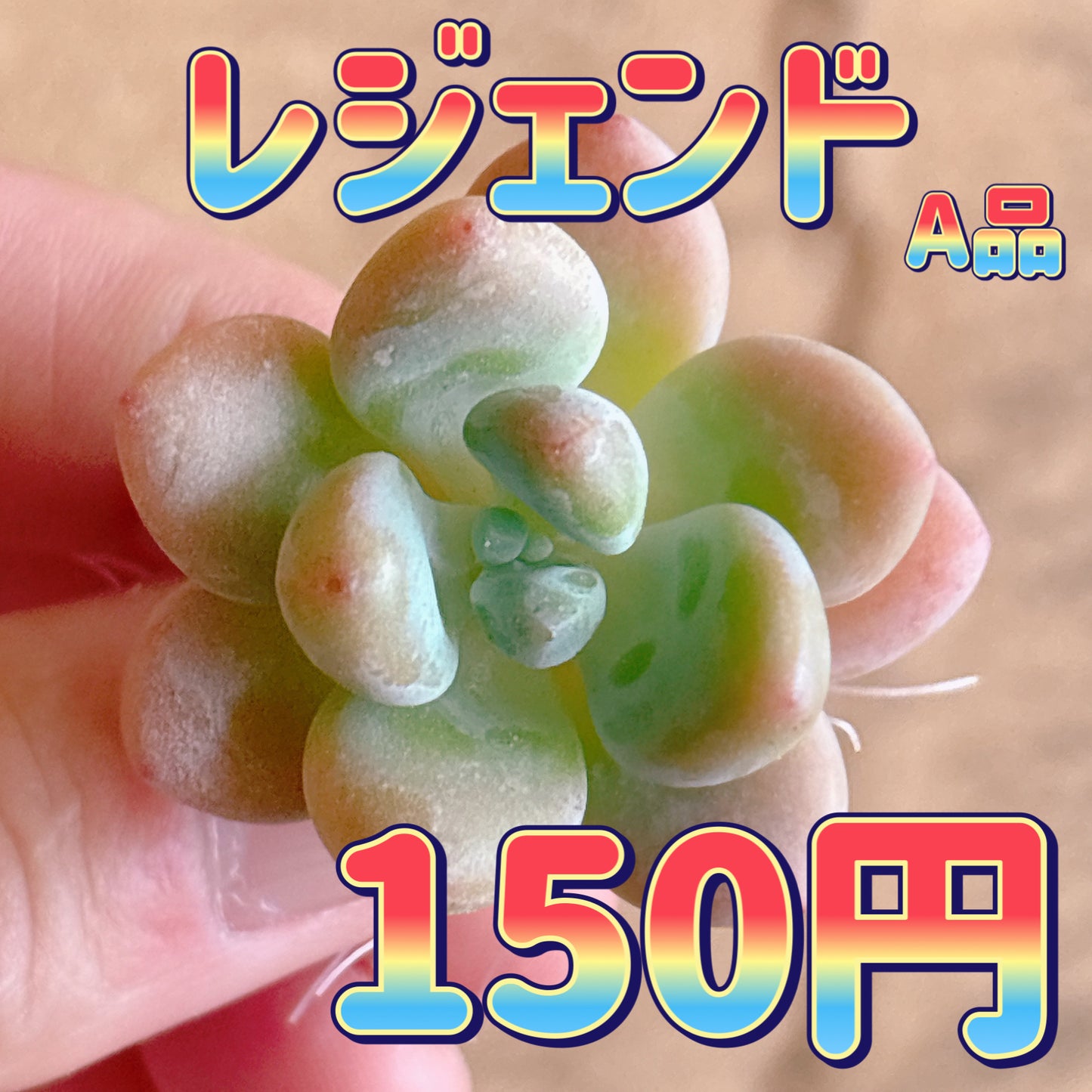 レジェンド　A品　カット苗