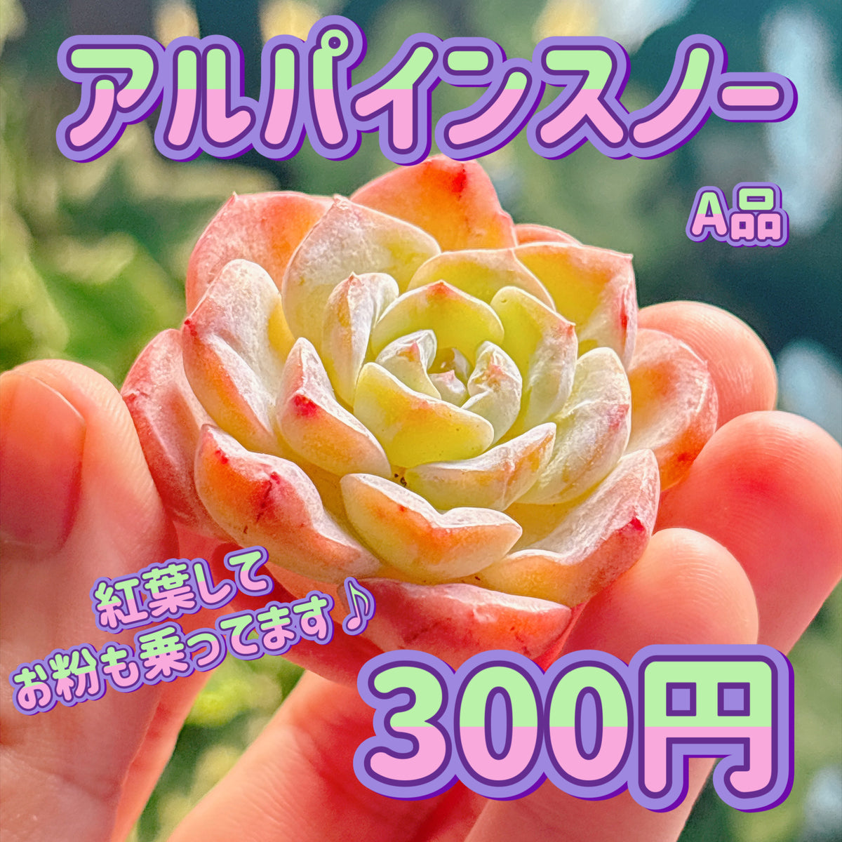 アルパインスノー　A品　カット苗