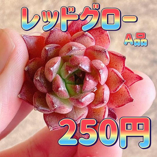 レッドグロー　A品　カット苗