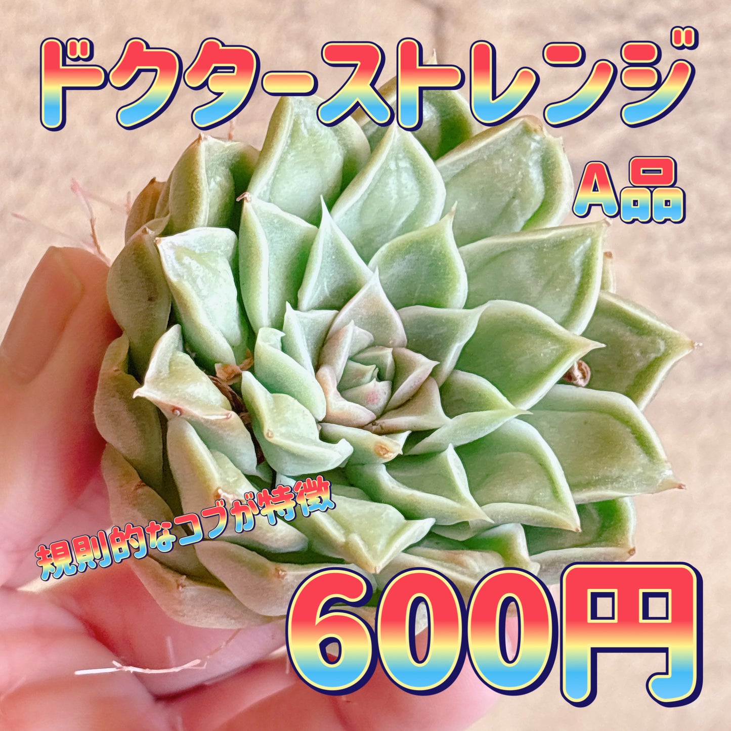 ドクターストレンジ　A品　カット苗