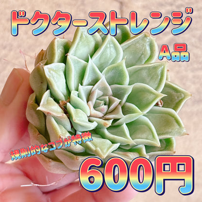 ドクターストレンジ　A品　カット苗