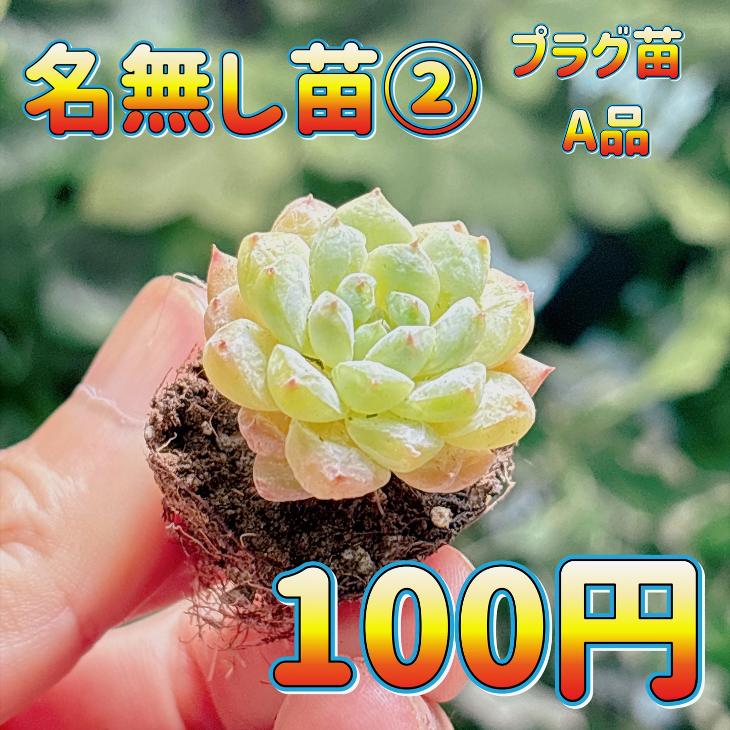 名無し苗２　A品　プラグ苗