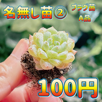 名無し苗２　A品　プラグ苗