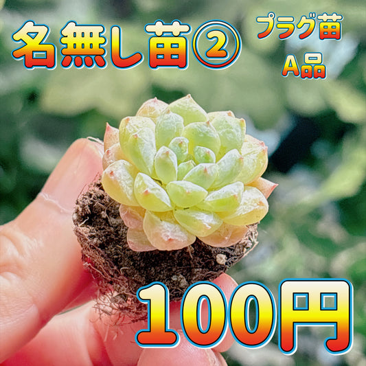 名無し苗２　A品　プラグ苗