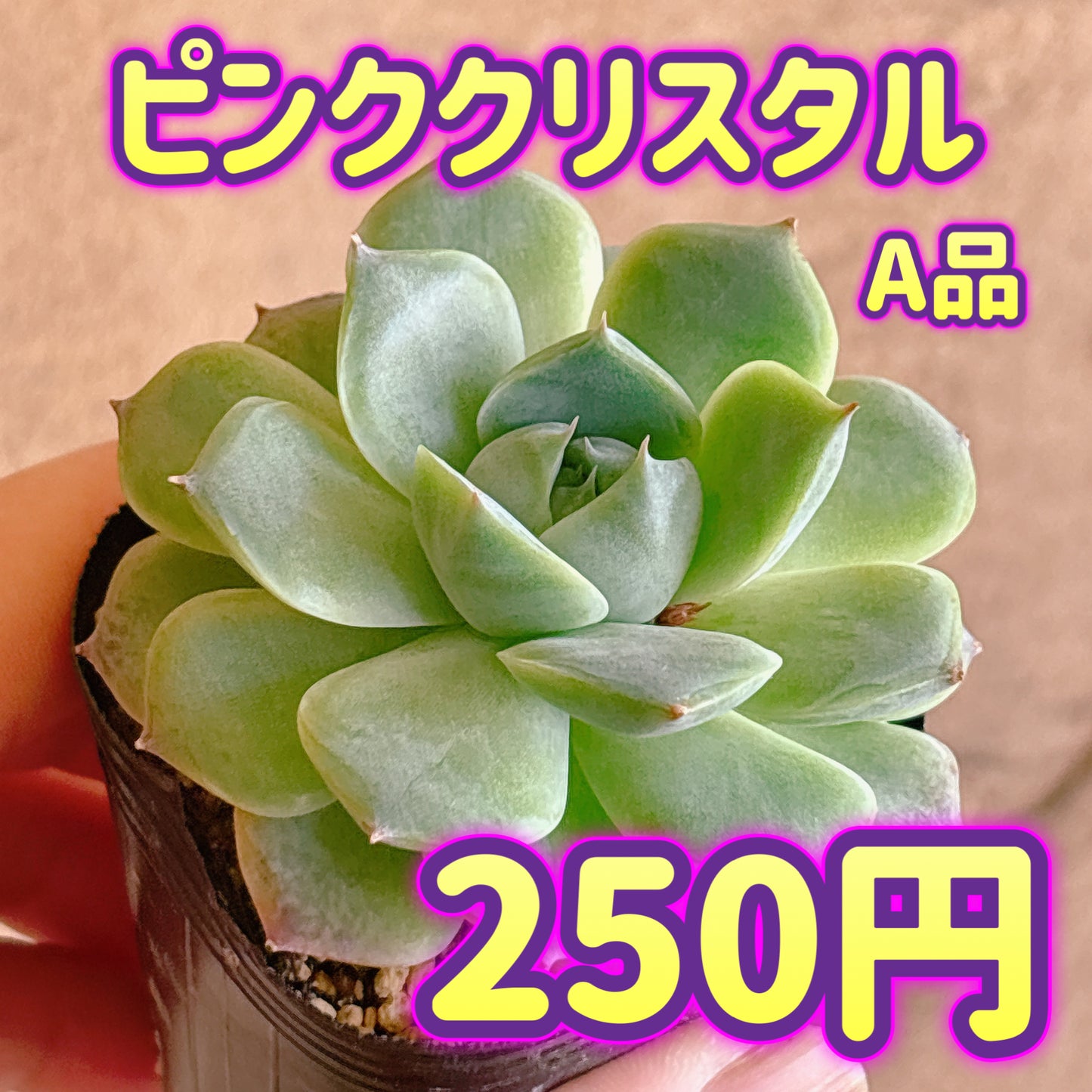 ピンククリスタル　A品　根付き苗