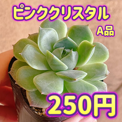 ピンククリスタル　A品　根付き苗