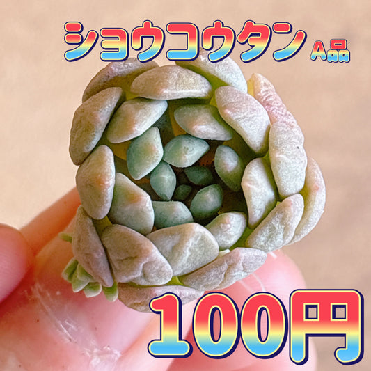 ショウコウタン　A品　カット苗