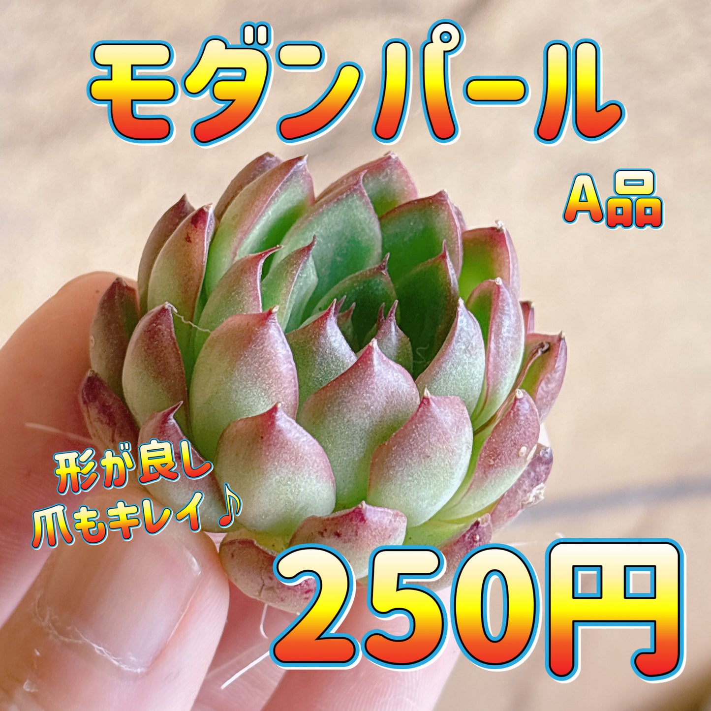 モダンパール　A品　カット苗
