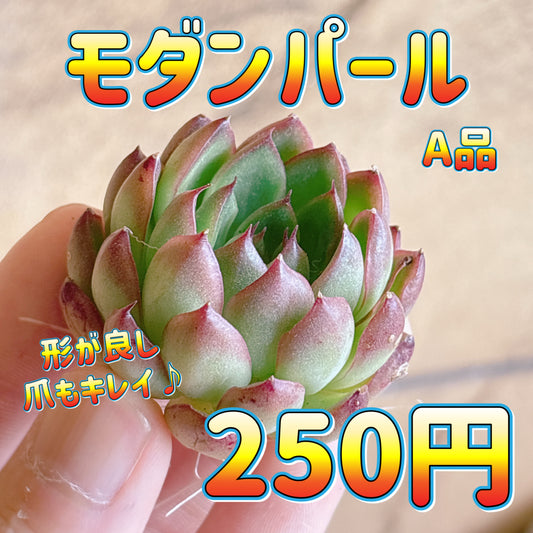 モダンパール　A品　カット苗