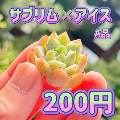 サブリム×アイス　A品　カット苗