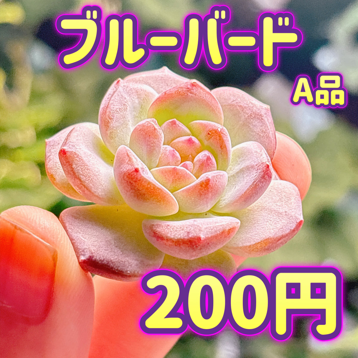 ブルーバード　A品　カット苗