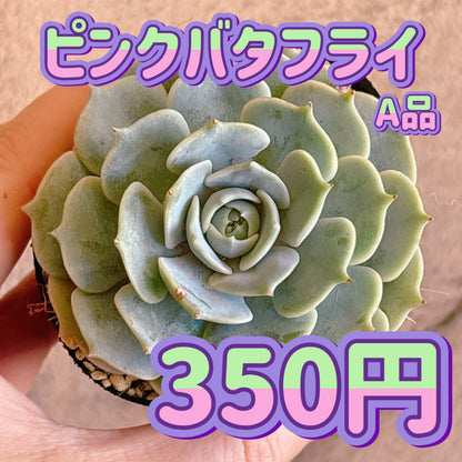 ピンクバタフライ　A品　根付き苗