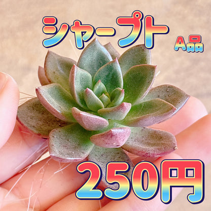 シャープト　A品　カット苗