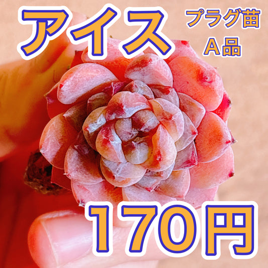 アイス　A品　プラグ苗