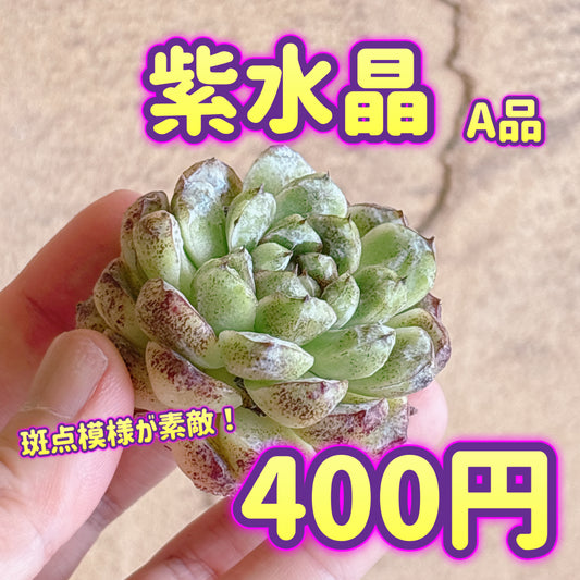 紫水晶　A品　カット苗