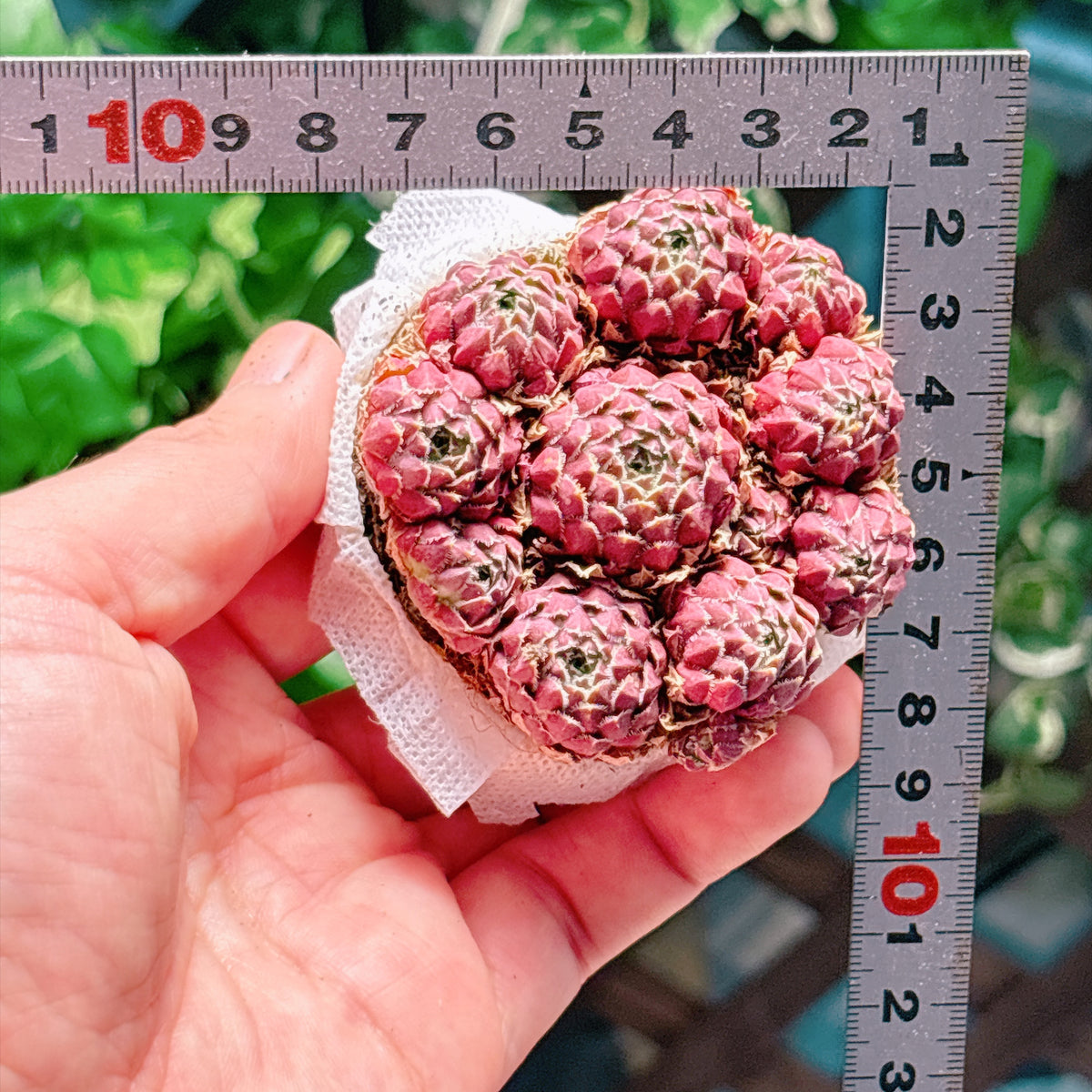 リツキー　特級品　根付き苗