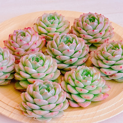 ピンククィーン　A品　カット苗