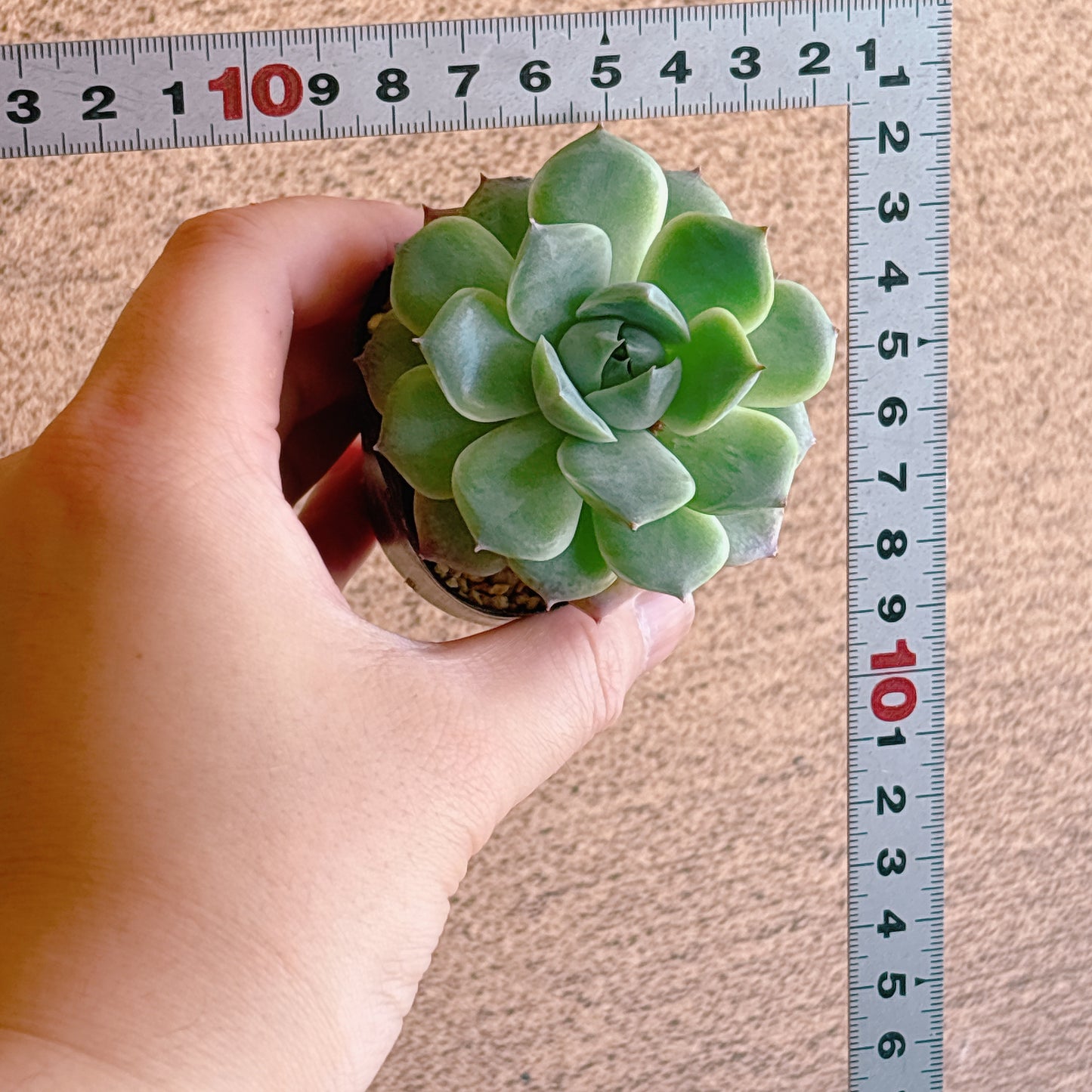 ピンククリスタル　A品　根付き苗