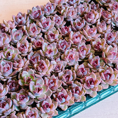 ブラッククリスタル　A品　プラグ苗