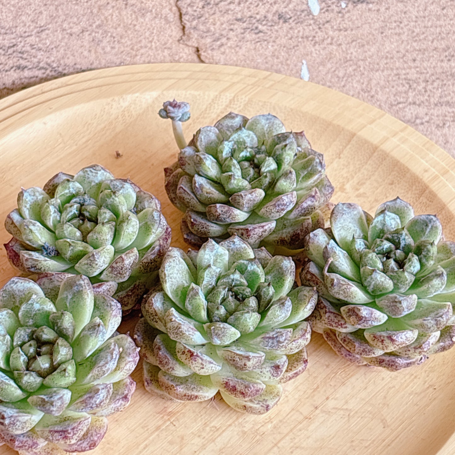紫水晶　A品　カット苗