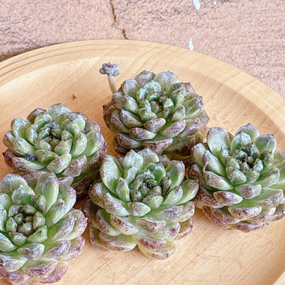 紫水晶　A品　カット苗