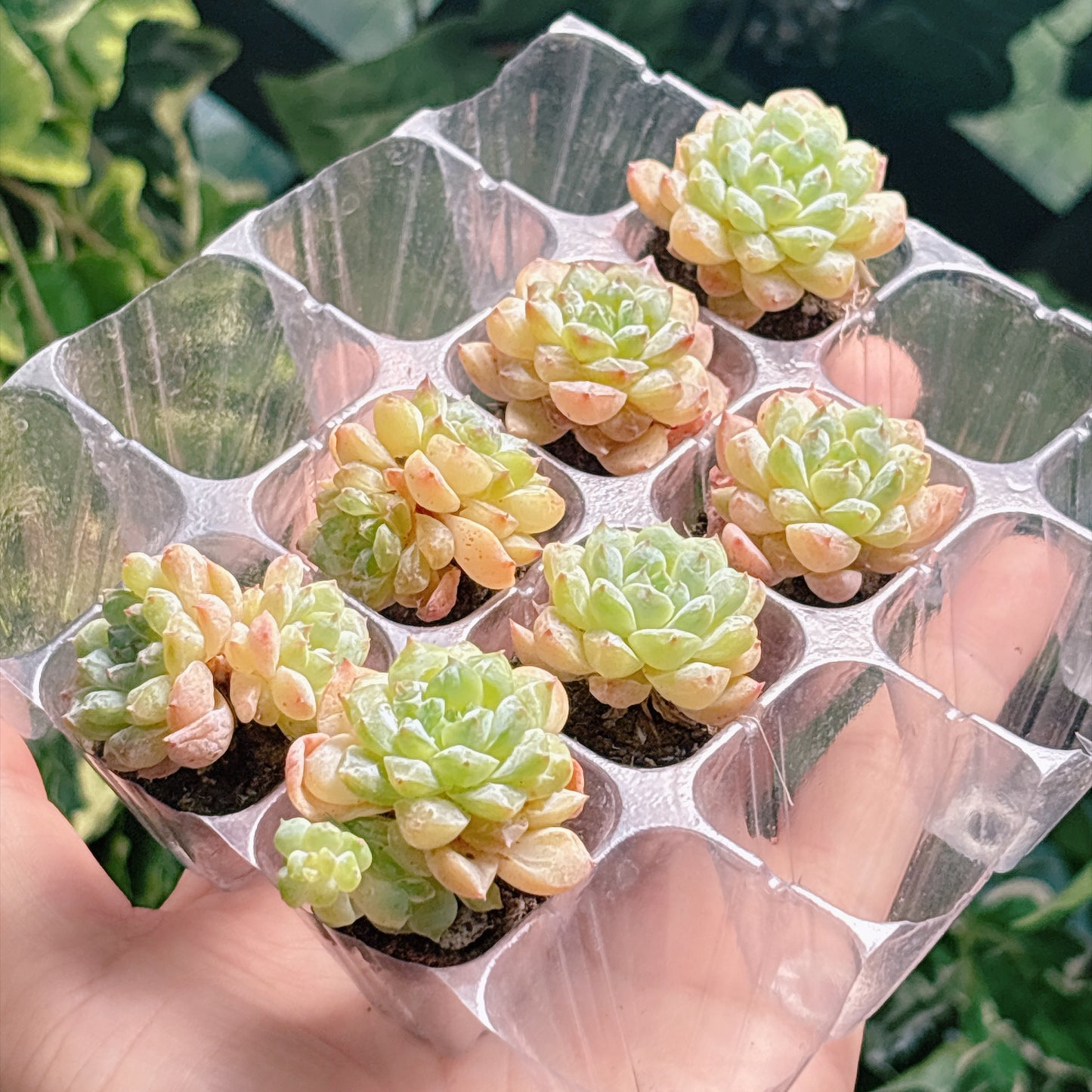 名無し苗２　A品　プラグ苗