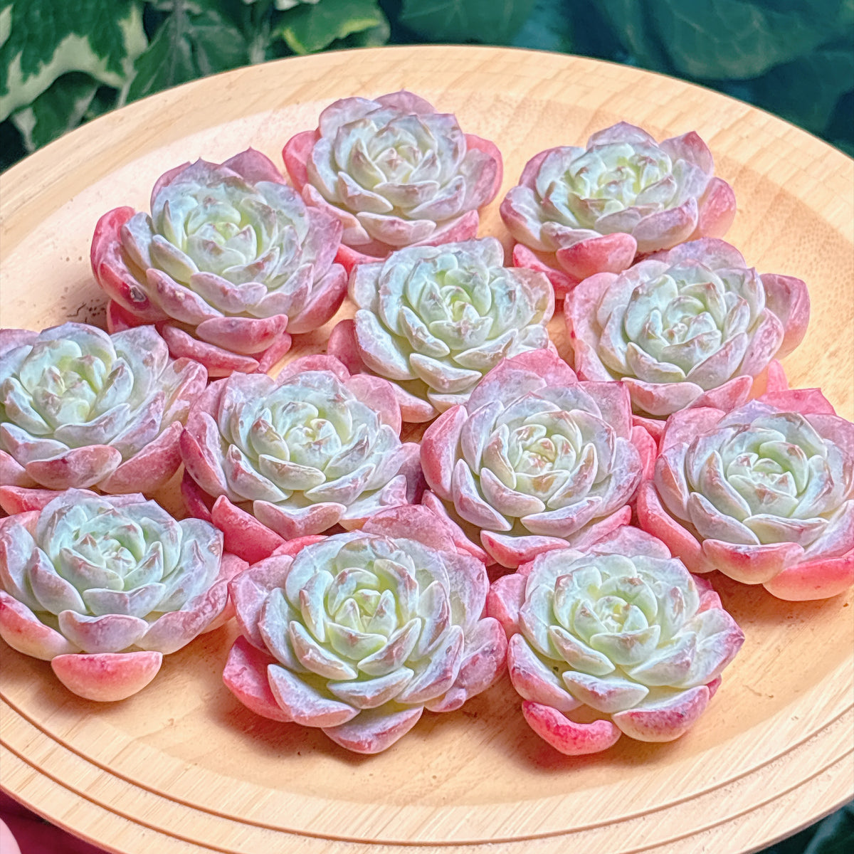 アルパインスノー　A品　カット苗