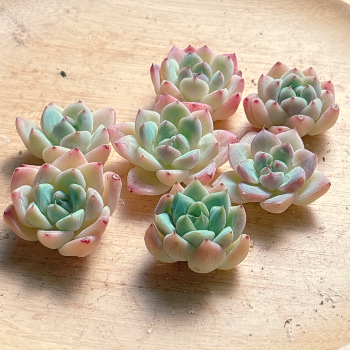 サブリム×アイス　A品　カット苗