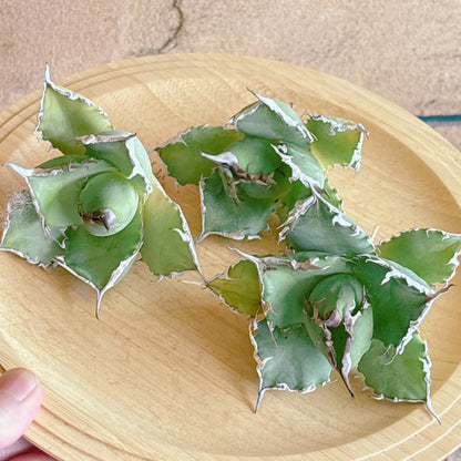 阿修羅　A品　カット苗