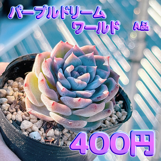 パープルドリームワールド　A品　根付き苗
