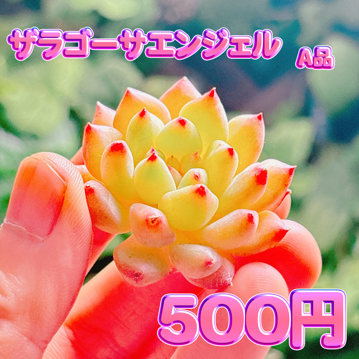 ザラゴーサエンジェル　A品　カット苗