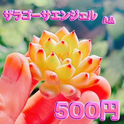ザラゴーサエンジェル　A品　カット苗