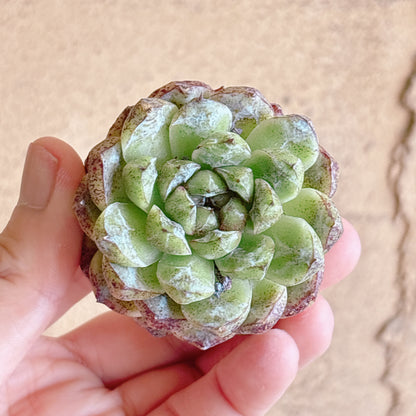 紫水晶　A品　カット苗