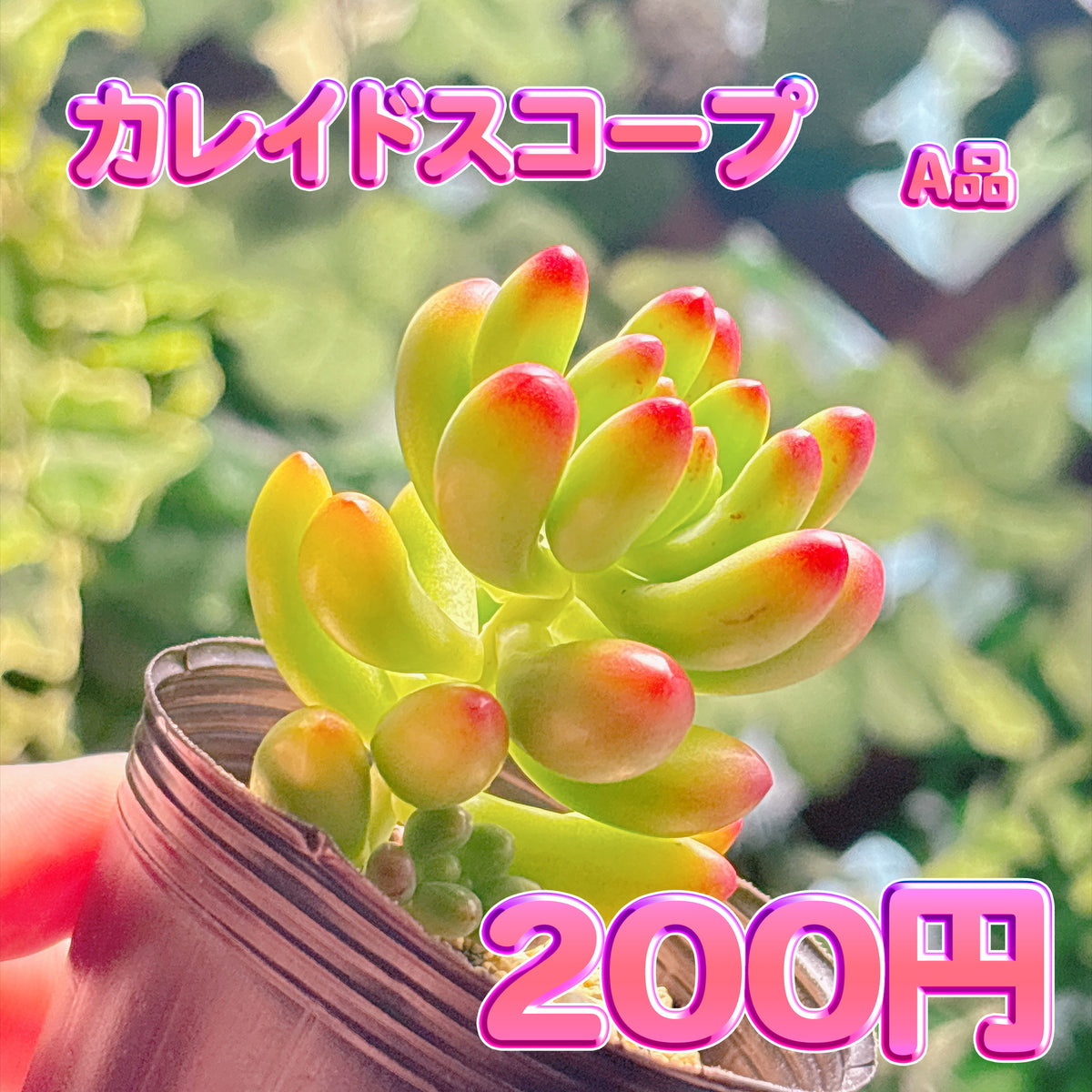 カレイドスコープ　A品　根付き苗