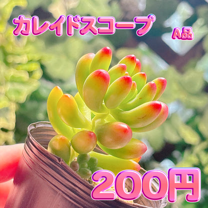 カレイドスコープ　A品　根付き苗