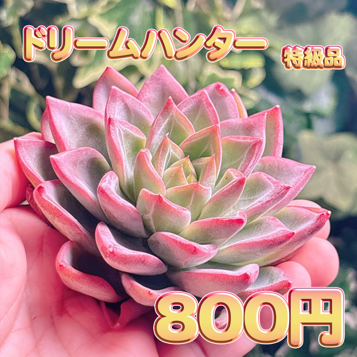 ドリームハンター　特級品　カット苗