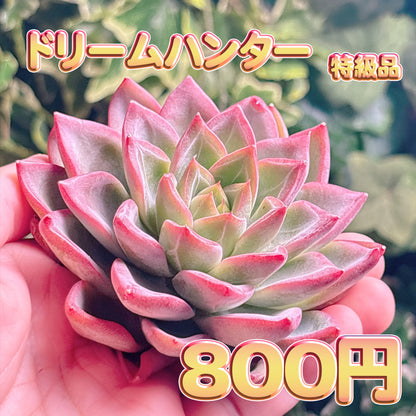 ドリームハンター　特級品　カット苗